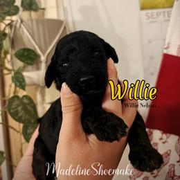 Poodle Puppies from Hatch & Homestead LLC