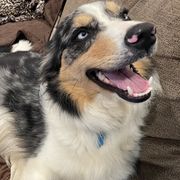 Bella Blue - Bordoodle