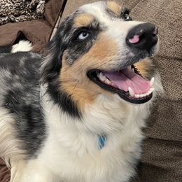 Bella Blue - Bordoodle