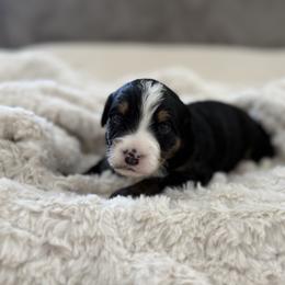Pink Girl - Tri-color female Bernedoodle puppy in Lacey’s Spring, Alabama from Daisy's Doodles
