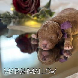 Marshmallow - Poodle puppy from Wolfe Island Poodles