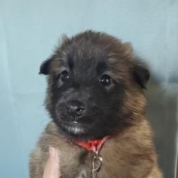 Belgian Tervuren puppies from Baulerschmidt Belgians