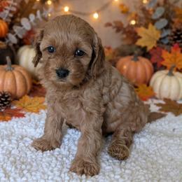 Lace - Red female Cockapoo puppy in Sparta, Missouri from Sis' Doodles & Poodles