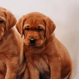 Labrador Retrievers from State of Grace Southern Red Labs