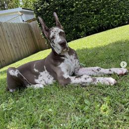 Great Dane All Grown Up from Long Hall Danes