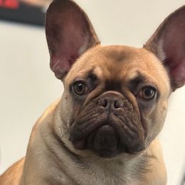 Girl 1 - Blue fawn French Bulldog puppy in Pennsylvania from R & C French Bulldogs