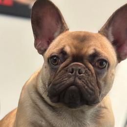 Girl 1 - Blue fawn French Bulldog puppy in Pennsylvania from R & C French Bulldogs