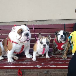 French Bulldog All Grown Up from Biglovebullys