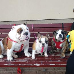 French Bulldog All Grown Up from Biglovebullys