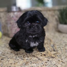 Tobin - Black male Shih Tzu puppy in Kings Mountain, North Carolina from Britany's Shih Tzus