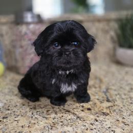 Tobin - Black male Shih Tzu puppy in Kings Mountain, North Carolina from Britany's Shih Tzus
