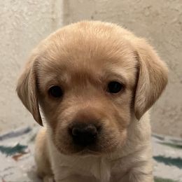 Luna - Yellow Labrador Retriever puppy in Eugene, Oregon from LakeHouse Labrador Retriever LLC