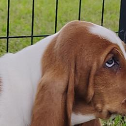 Basset Hounds and Bulldogs from Meadows farm