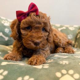 Autumn - Caramel red female Australian Labradoodle puppy in Summerfield, North Carolina from Four Oaks Labradoodles