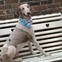 Charlie - Poodle