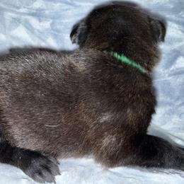 Bateau - Black brindle male Dutch Shepherd puppy in Saint Amant, Louisiana from Mercy Kennels