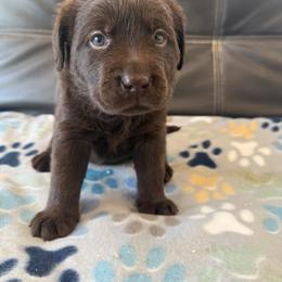 Brown - Chocolate female Labrador Retriever puppy in Medford, Oregon from Valley View English Labs