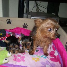 Yorkshire Terrier Puppies from Pampered Companions