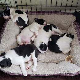Boston Terrier Puppies from Ashley Miller