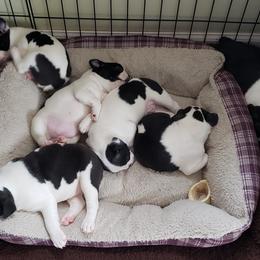 Boston Terrier Puppies from Ashley Miller