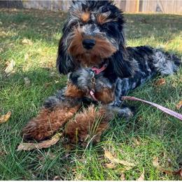 Ginger - Merle female Cockapoo puppy in Beresford, South Dakota from DAKOTA DOOD RANCH