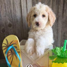 Daisy-purple collar - Parti female Saint Berdoodle puppy in Paw Paw, Michigan from ProAct Canines