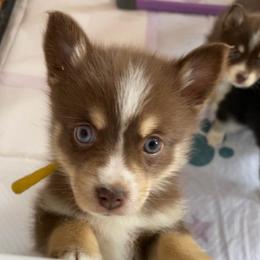 Patsy - Chocolate female Pomsky puppy in Cottrellville, Michigan from Jeanne’s Half Pint Pups