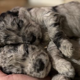 Goldendoodles from Milk and Honey Doodles