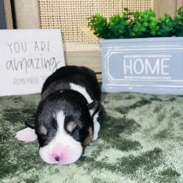 Boy 2 - Black and tan male Pembroke Welsh Corgi puppy in Chesterton, Indiana from Oliver Pembroke Welsh Corgis