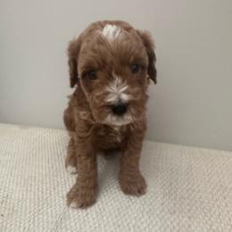 Chase (Blue) - Red male Cavapoo puppy in West Haven, Utah from Harper Haven Cavapoos & Doodles