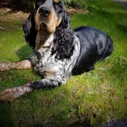 English Springer Spaniel puppies from TimberVale Springers