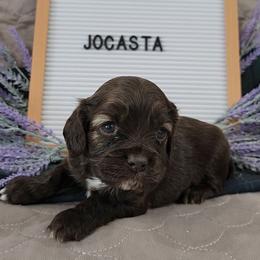 Girl 3 Jocasta - Sable female Cocker Spaniel puppy in Morristown, Tennessee from Down in the Holler