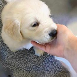 Daisy - Light golden female Golden Retriever puppy in Pleasant Hill, Missouri from KCs Golden Dream