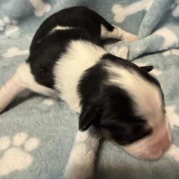 Girl 3 - Black tri female Miniature American Shepherd puppy in Tiskilwa, Illinois from First Harmony Farms