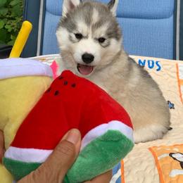Siberian Husky Puppies from Canace Siberians