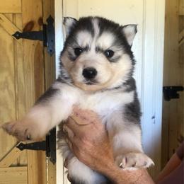 Asher - Agouti and white male Siberian Husky puppy in Thomasville, Georgia from Southern Blues Siberian Huskies