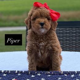 Piper - Red  female Goldendoodle puppy in Estesburg, Kentucky from Wet Goldendoodle Kisses