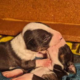 Bull Terrier Puppies from Bulls On Parade