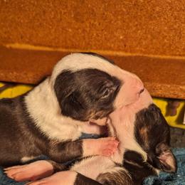 Bull Terrier Puppies from Bulls On Parade