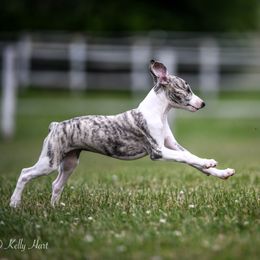 Whippet Puppies from Winstar Whippets