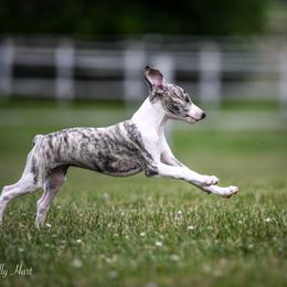 Whippet Puppies from Winstar Whippets