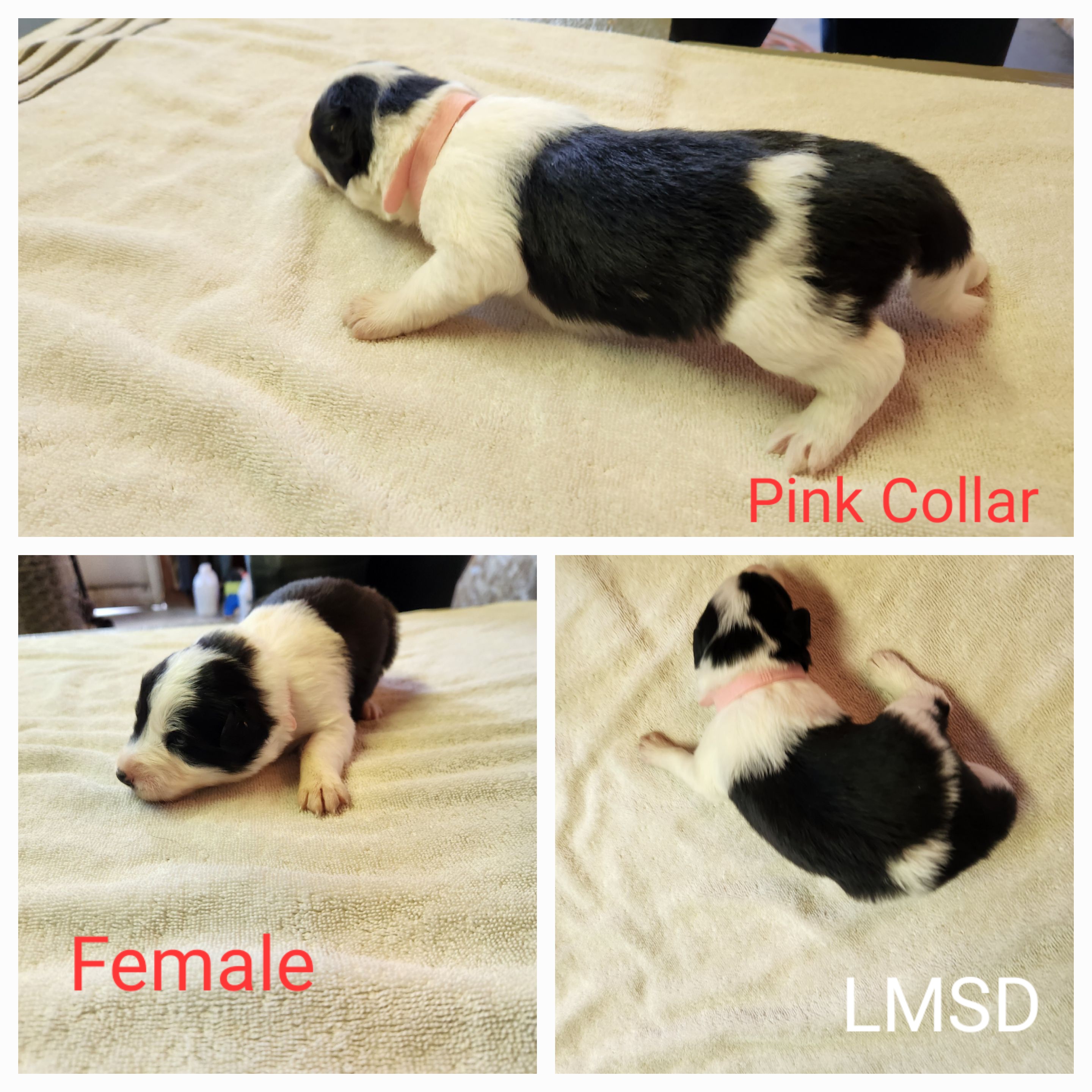 Girl 2 - Border Collie puppy in Idaho from Lacy Mountain Stockdogs