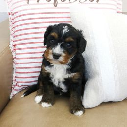 Professor - Tri-color male Bernedoodle puppy in Idaho Falls, Idaho from Idahome Doodle