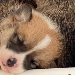 Pembroke Welsh Corgi Puppies from Corgis Hawaii Pleasantstone Aloha Corgis