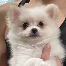 Pomeranians from Bianca's Pomeranians