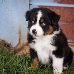 Saturn - Black tri male Miniature Australian Shepherd puppy in Enoch, Utah from Twisted H Aussies