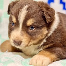 Tri male 1 - Red tri male Miniature Australian Shepherd puppy in Lemon Cove, California from Magic Ranch Mini Aussies