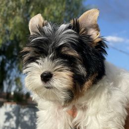 Biewer Terrier and Yorkshire Terrier Puppies from York Town California