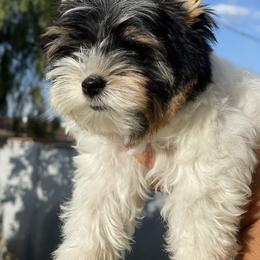Biewer Terrier and Yorkshire Terrier Puppies from York Town California