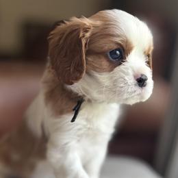 AKC Boy 2 - Blenheim male Cavalier King Charles Spaniel puppy in Pleasant Hill, Iowa from Harvest Creek